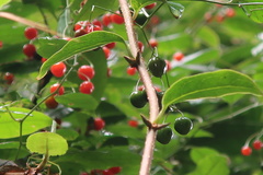 Solanum pittosporifolium