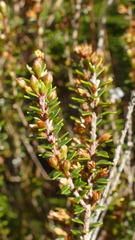 Epacris pauciflora