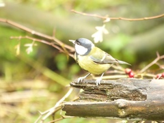 Parus major