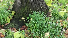 Oxalis pes-caprae