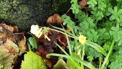 Oxalis pes-caprae