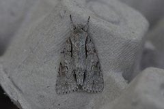 Acronicta hasta