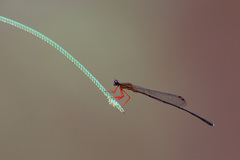 Proplatycnemis sanguinipes