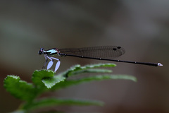 Proplatycnemis pseudalatipes