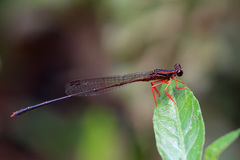 Proplatycnemis sanguinipes