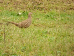Phasianus colchicus
