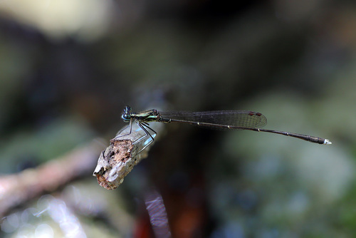 Malagasy featherleg
