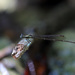 Proplatycnemis malgassica - Photo (c) Erland Refling Nielsen, algunos derechos reservados (CC BY-NC)