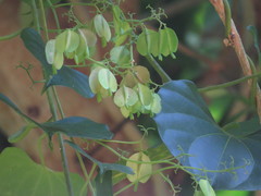 Cardiopteris moluccana