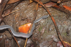 Xenodermus javanicus