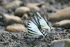 Protographium