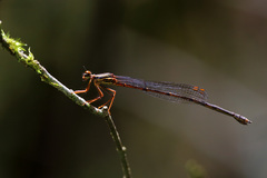 Proplatycnemis sanguinipes