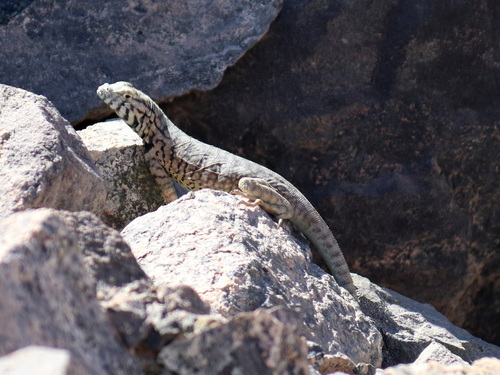 Tarapaca Pacific Iguana, Microlophus tarapacensis