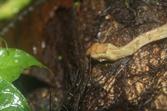 Aplopeltura boa