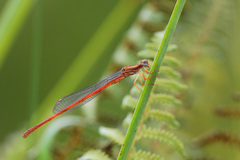 Ceriagrion auritum