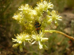 Trichodes leucopsideus