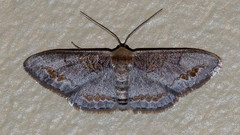 Dithalama cosmospila