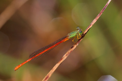 Ceriagrion auritum