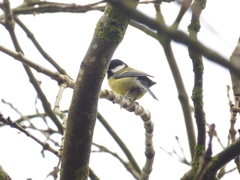 Parus major