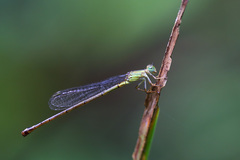 Ceriagrion nigrolineatum