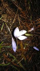 Crocus serotinus