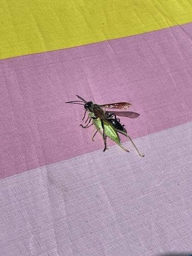 Mexican Grass-carrying Wasp, Margrietstraat, Cadier en Keer, Limburg, NL, photo 7 of 10