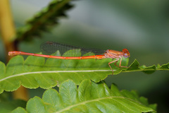 Ceriagrion auritum