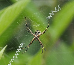 Argiope argentata