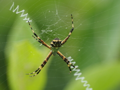 Argiope argentata