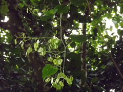 Cardiopteris moluccana
