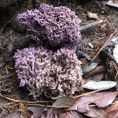 Ramaria fennica fennica