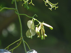 Cardiopteris moluccana