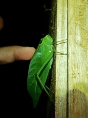 Stilpnochlora incisa
