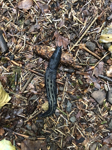 Limax cinereoniger
