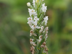 Habenaria monorrhiza