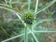 Chlorophorus trifasciatus