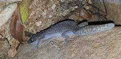 Oedura tryoni