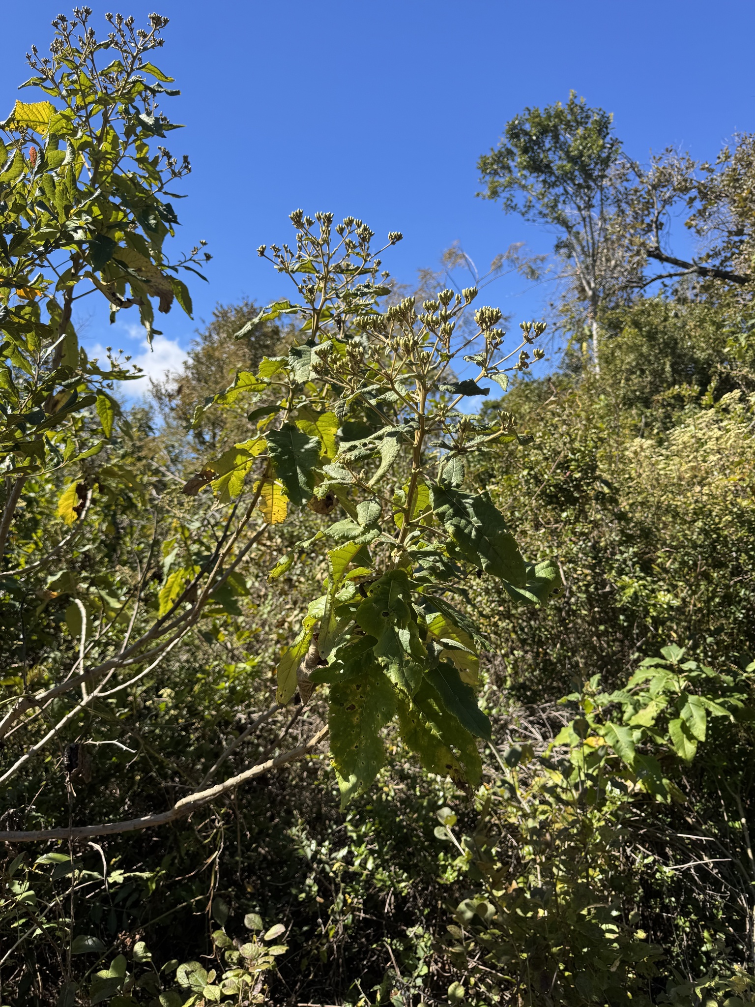 Gymnanthemum appendiculatum