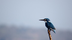 Alcedo coerulescens