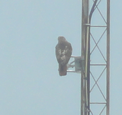 Buteo jamaicensis