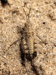 Euryphyminae