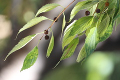 Celtis australis