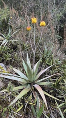 Capitate Aloe (Aloe capitata)