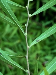 Spiraea thunbergii