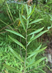Spiraea thunbergii