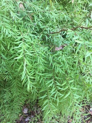 Spiraea thunbergii