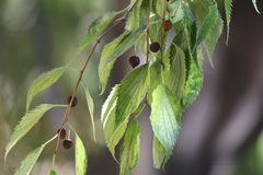Celtis australis