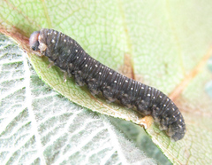 Empria candidata