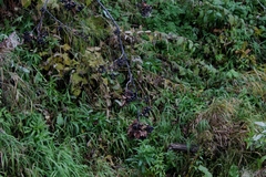 Crataegus chlorosarca