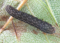 Empria candidata